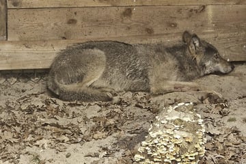 Hamburg: Nach Wolfs-Attacke in Hamburg: Wo ist das freigelassene Tier jetzt?