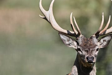 Attacke vor Wildgehege: Entlaufener Hirsch geht auf Seniorin los