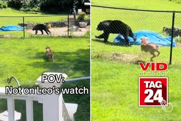 viral videos: Viral Video of the Day for August 3, 2025: Dog charges at backyard bear and smashes directly into fence