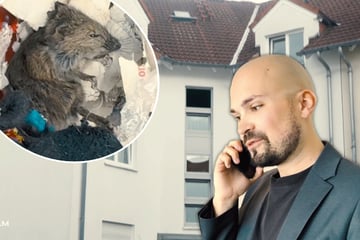Mäusebefall im Schlafzimmer, doch Leipziger Hausverwaltung lässt Mieter im Stich
