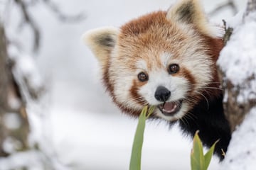 Nach heftigem Schneefall: Zoowärter checken Panda-Gehege, dann folgt der Schock