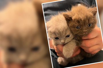 Baby-Kitten aus verwahrloster Bude gerettet: Von geliebter Mama fehlt jede Spur!