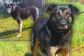 Unsicher und schreckhaft: Wer kann Hund Taco seine Angst nehmen?