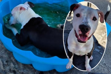 Junger Staffie-Mix vermisst sein Zuhause, findet er jetzt neue Menschen?