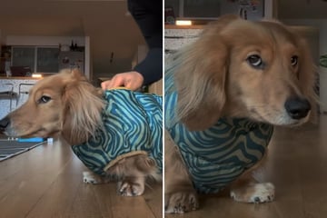 Wenn Blicke töten könnten: Dackel hat die Schnauze gestrichen voll