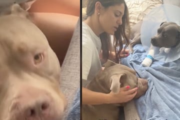 Als American Bully sieht, dass seine Hunde-Schwester leidet, tut er etwas Herzerwärmendes