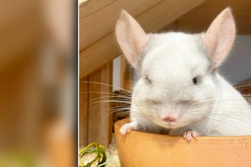 Vermehrung verboten! Deshalb hätte Chinchilla Piccolino sterben können