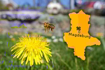 Erst Regen, dann Sonne: Sachsen-Anhalt steht eine milde Frühlingswoche bevor