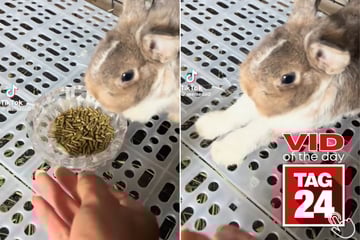 Viral Video of the Day for June 10, 2025: Bunny refuses food in the most dramatic way!