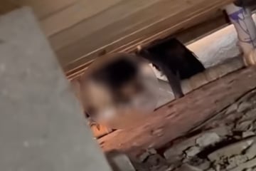 Klempner soll Grund für Ekel-Geruch herausfinden: Beim Blick unters Haus ist er verwirrt