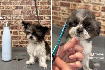 Tiny puppy poses problems for dog hairdressers and melts hearts in the process