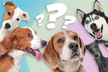 Hunderassen-Quiz: Wie gut kennst Du Dich aus?