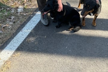 Hunde auf Bundesstraße entdeckt: Wer kennt diese Vierbeiner?