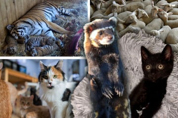 Sachsen-Anhalts tierische Sensationen: Die schönsten und schockierendsten Geschichten 2025