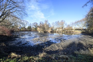 Chemnitz: Dieser Teich in Chemnitz wird saniert: Warum starten die Bauarbeiten erst im Herbst?