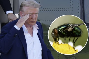 Um Versorgung des Landes zu sichern: USA will Milliarden Fliegen zur Waffe machen