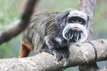 Typ klaut Affen aus Zoo: Jetzt hat die Polizei ihn geschnappt!