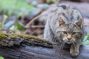 Seit 100 Jahren sind sie gefährdet, darum leben jetzt wieder mehr Wildkatzen in Hessens Wäldern