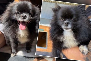 Unfassbar herzlos! Besitzer sperren Minispitz in den Keller - und fahren in den Urlaub