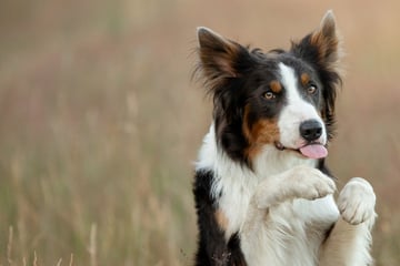 Hund niest ständig: Leidet er etwa unter einer Pollen-Allergie?