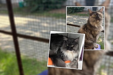Eine Katastrophe für ihre Psyche: Lilly und Timmi halten es im Tierheim einfach nicht mehr aus!