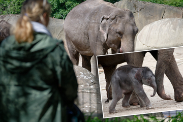 Elefanten-Umzug von Köln nach Polen: Kölner Zoo muss Abschied von "Moma" nehmen