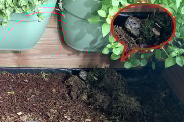 Plötzlich weg? Darum vergraben sich Schildkröten im Sommer