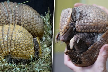 Zum Kugeln! Gürteltier Gurt wird mit "Frau" und "Baby" der Ferienstar im Dresdner Zoo