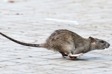 Berlin: Ratten übernehmen Berlin: Plage in fast allen Bezirken