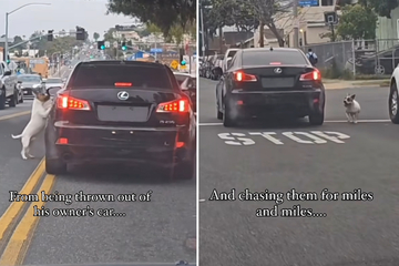 Dog thrown into the middle of traffic in heartbreaking video