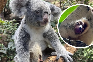 Süßer Weihnachtsgruß aus dem Zoo: Baby-Koala lugt aus dem Beutel