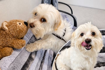 Kleiner Hund einfach ausgesetzt: Findet Sir James trotzdem sein Happy End?