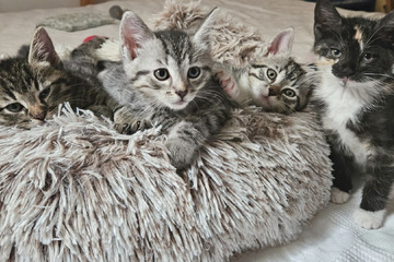 Ohne Mama im Wald ausgesetzt: Diese Kitten mussten viel durchmachen!