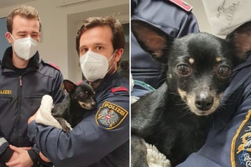 Small dog thrown out of the car in the middle of the city: Witness reacts immediately!