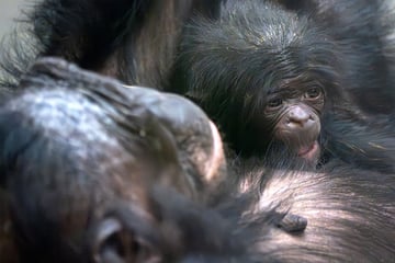 Warum ist Bonobo-Baby Kasita im Stuttgarter Zoo gestorben? PETA engagiert sich!