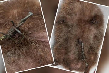 Igel von Stacheldraht gequält, Not-OP rettet ihm das Leben