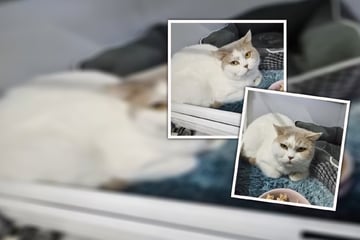 "Kein hübsches Accessoire!" Rassekatze braucht endlich Beständigkeit