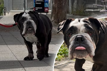 Bulldogge sucht Liebhaber ihrer Hunderasse: Findet Shorty ihr Happy End?