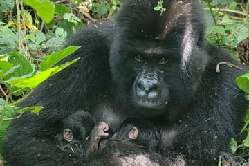 Rare endangered gorilla twins born in conflict-hit nature park: "Life triumphs"