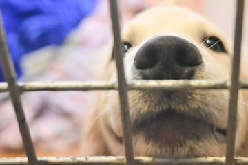 Illegaler Welpen-Transport: Hunde kauern ohne Wasser unter dem Rücksitz