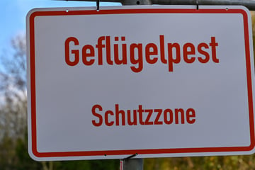 Geflügelpest-Ausbrüche im Landkreis Bautzen: Sperrzone eingerichtet