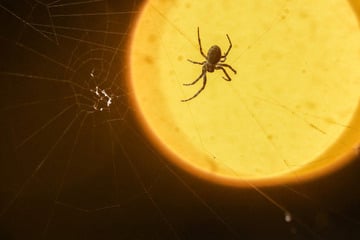 Spinne im Auto! Fahranfänger überschlägt sich mehrfach auf Bundesstraße