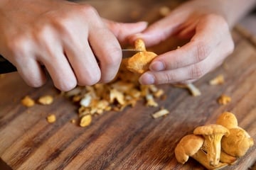 So sollte man Pfifferlinge putzen - damit der Dreck geht und das Aroma bleibt