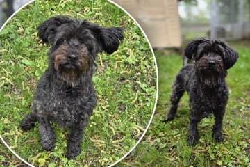 Kleine Hunde-Oma will noch nicht aufgeben: Findet Lili das große Glück?