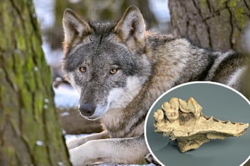 Unser bester Freund: Hunde begleiten Menschen schon viel länger als gedacht