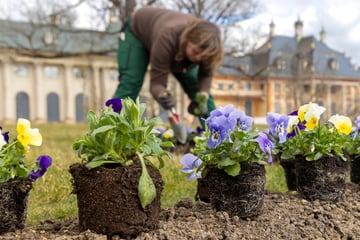 Dresden: Im Schlösserland wird der Frühling gepflanzt