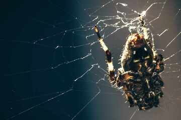 Mann wird von Gift-Spinne gebissen, dann macht er eine grausige Entdeckung