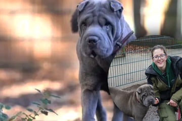 Tragische Geschichte: Hündin Mei stirbt an Folgen der Qualzucht