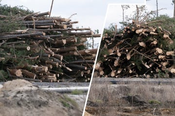 Klage gescheitert, Anwohnerin enteignet: Viele Bäume für Tagebau Nochten bereits gerodet