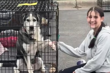 Hund, der Kinder nicht gewöhnt ist, muss zweimal zurück ins Tierheim: Dann schmelzen Herzen